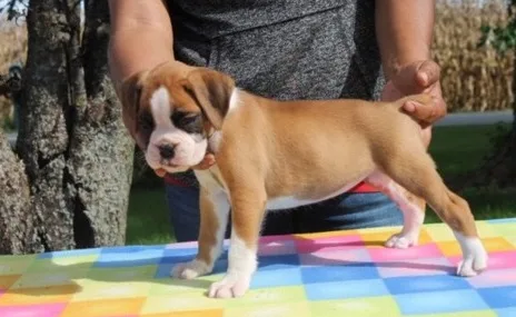 I have for sale this amazing boxer