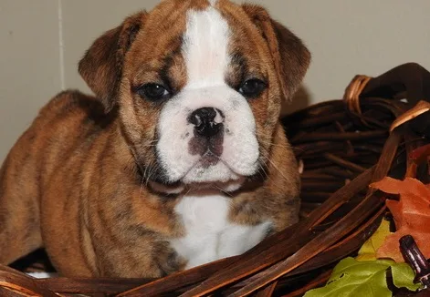 Meet gracie
