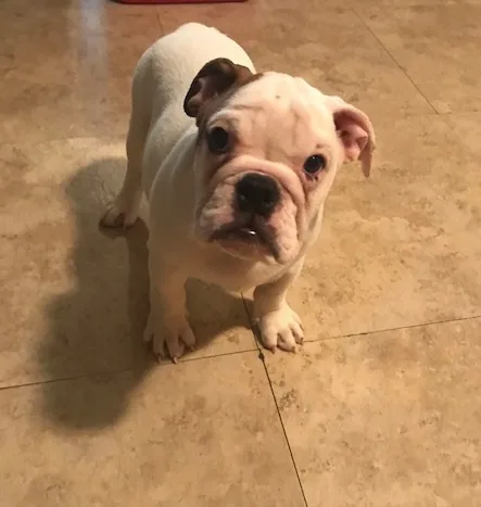 English bulldog female