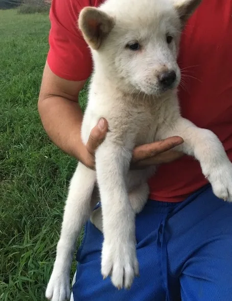 Ellie is a white american akita 