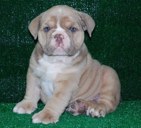 Our puppies are registered 