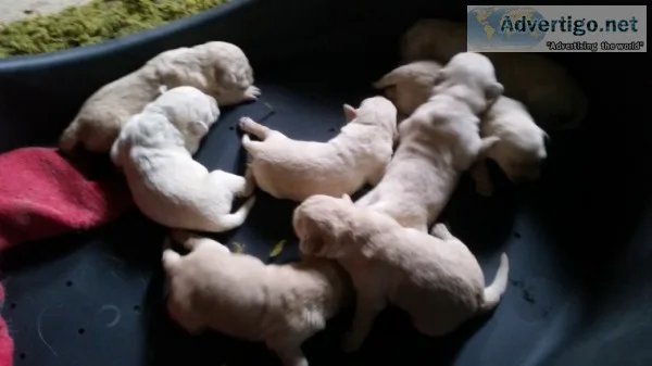 Ze we have akc registered labrador retri