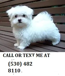 Mhnn maltese puppies nbhy
