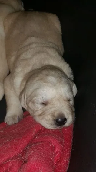 Zu we have akc registered labrador retri