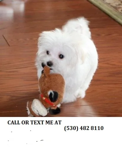 Home trained maltese pups for adoption