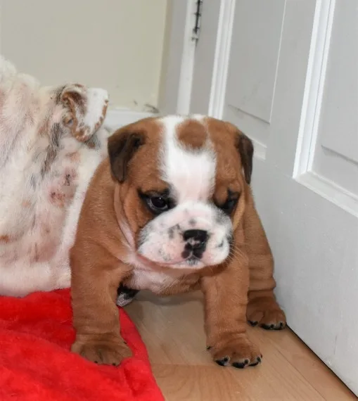 Betty and reg have had their english bul