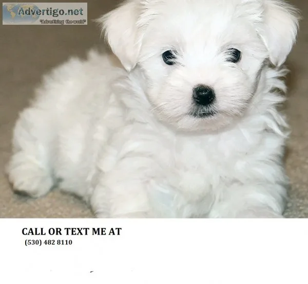 *lovely maltese pups availble now adp
