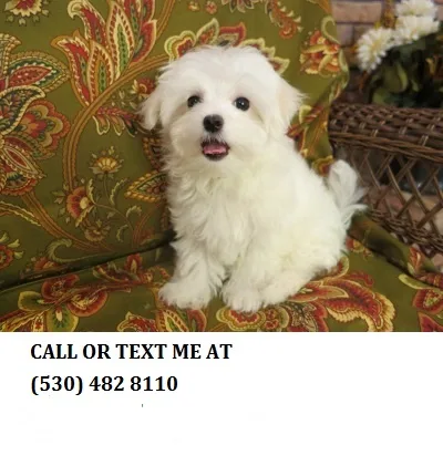 *playful maltese pups now adp