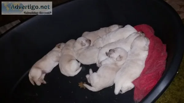 Zy we have akc registered labrador retri