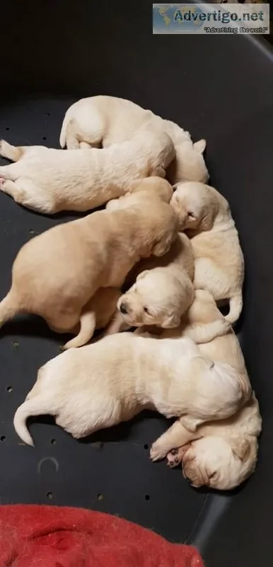 Zp we have akc registered labrador retri