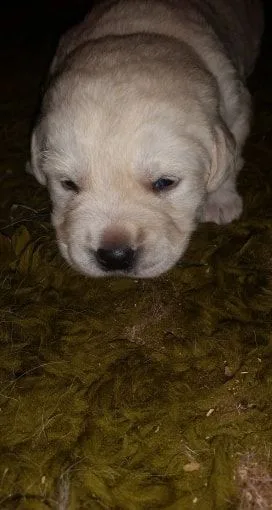 Zi we have akc registered labrador retri
