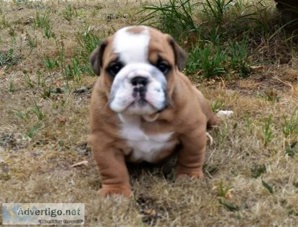 Betty and reg have had their english bul