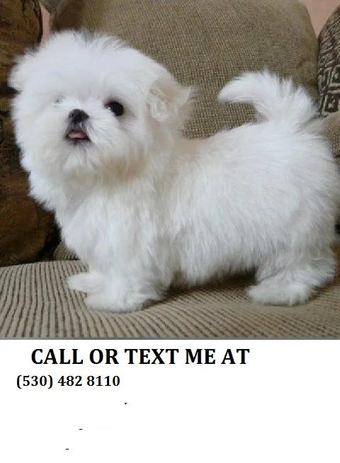 *playful maltese pups now adp