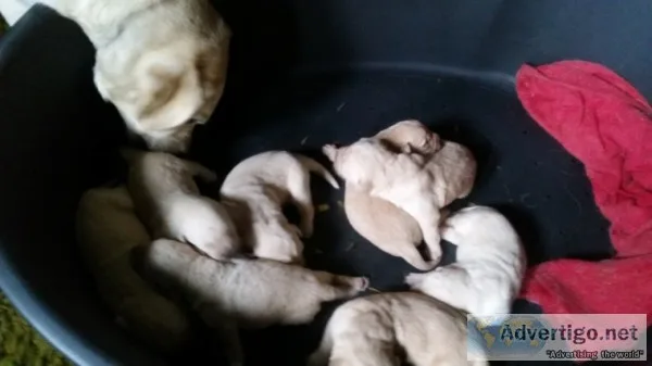 Zr we have akc registered labrador retri
