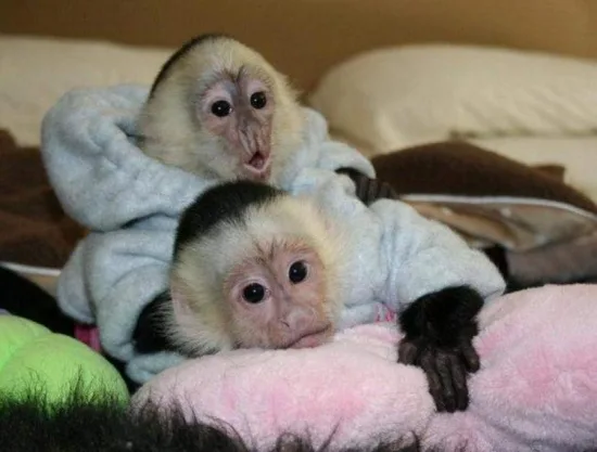 Monkey for sale 