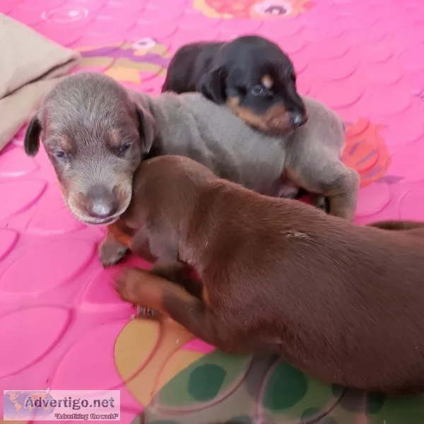Doberman pinscher puppies 