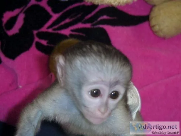 Monkey