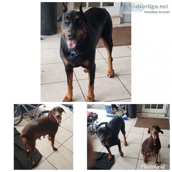 Doberman pinscher puppies 