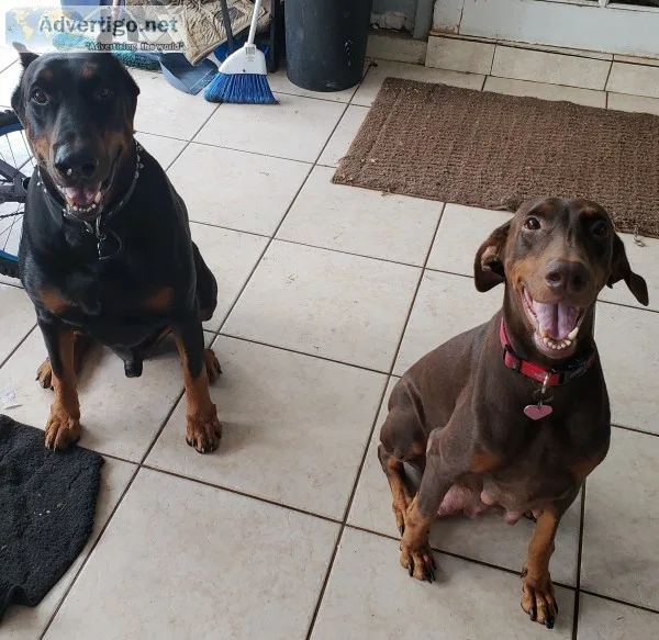 Doberman pinscher puppies 