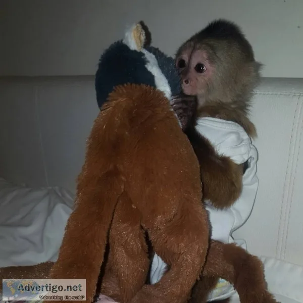 Monkey