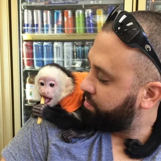 Monkeys