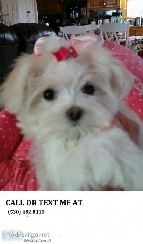Hhh healthy and loving malteses pups