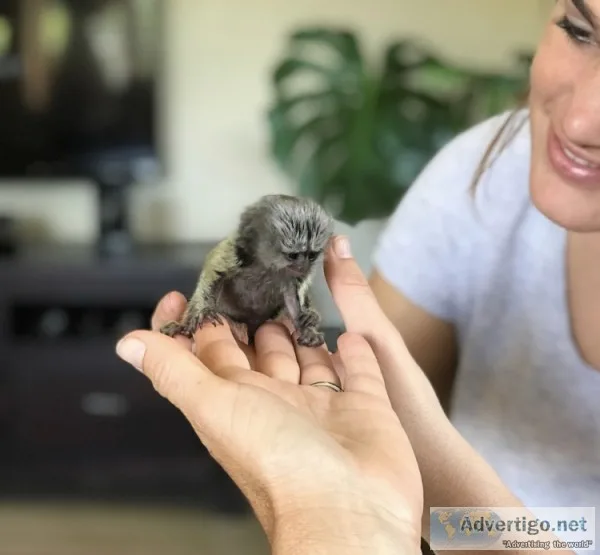 Monkey forsale 