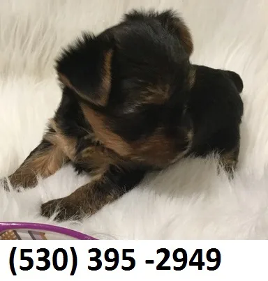 Minni - Female Australian ShepherdBorder Collie Mix