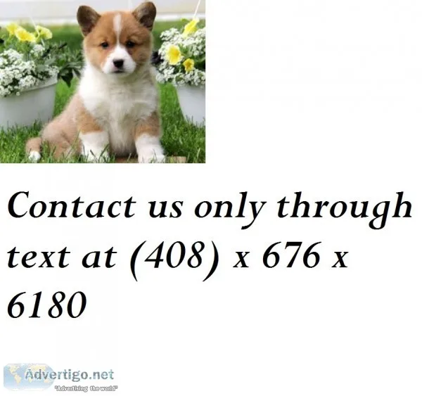 Competitive pembroke welsh corgi puppies