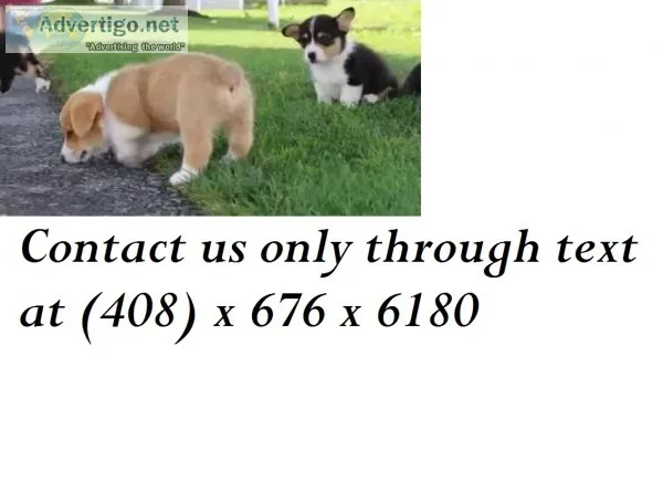 Yellow hill corgis