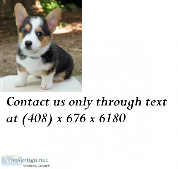 Stewart s pembroke welsh corgis