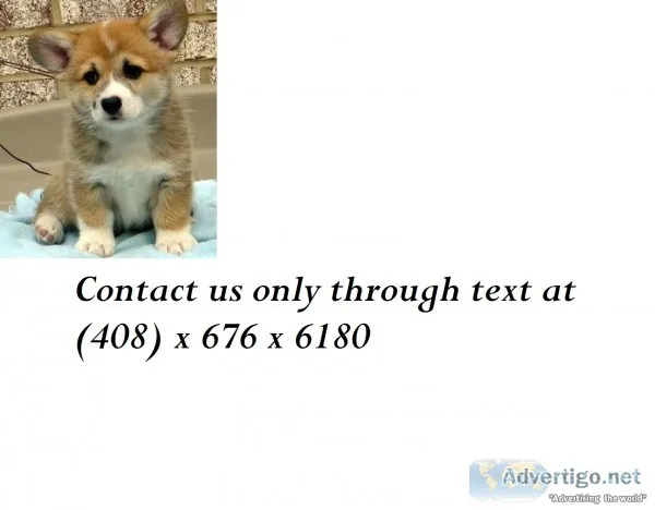 Akc adorable pembroke welsh corgi pups