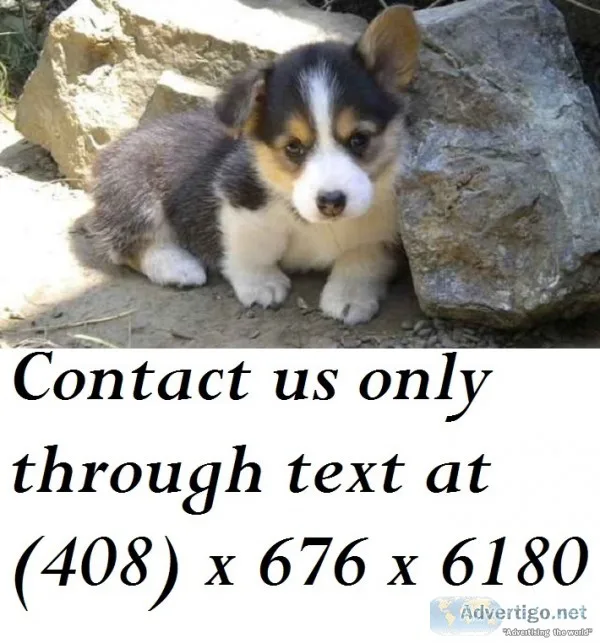 Competitive pembroke welsh corgi puppies