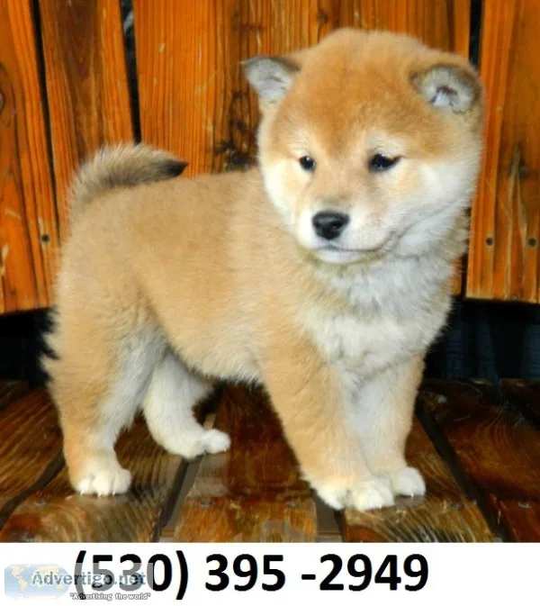 German Shepherd Puppies - Price: $800