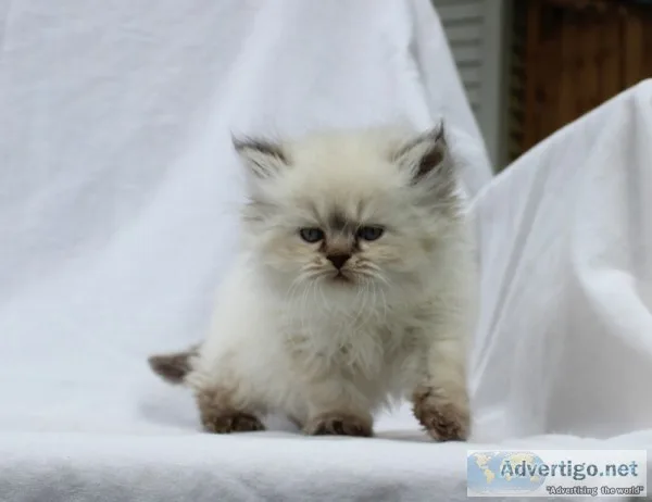 Teacup persian kittens