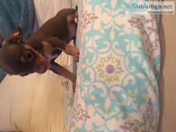 Chihuahua puppies