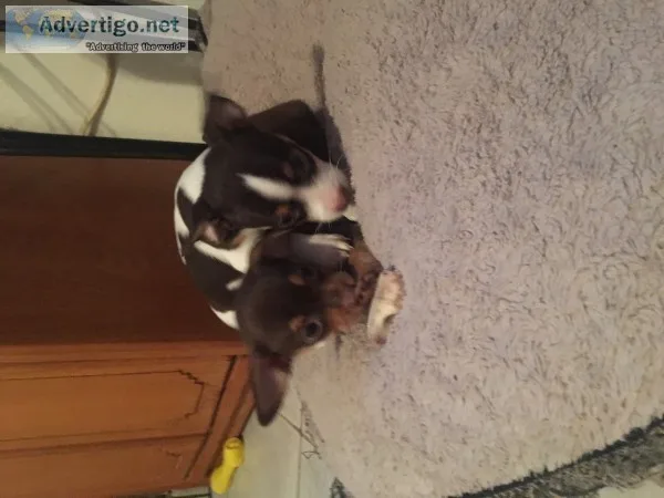Chihuahua puppies