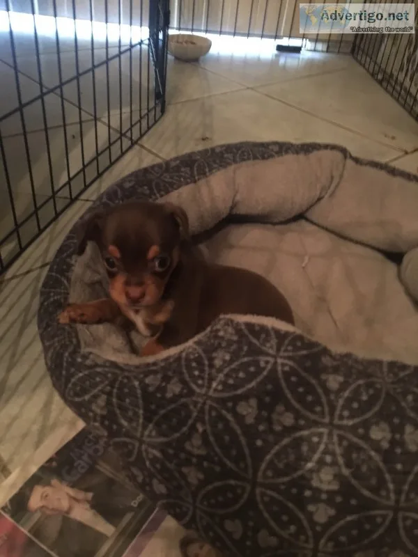 Chihuahua puppies