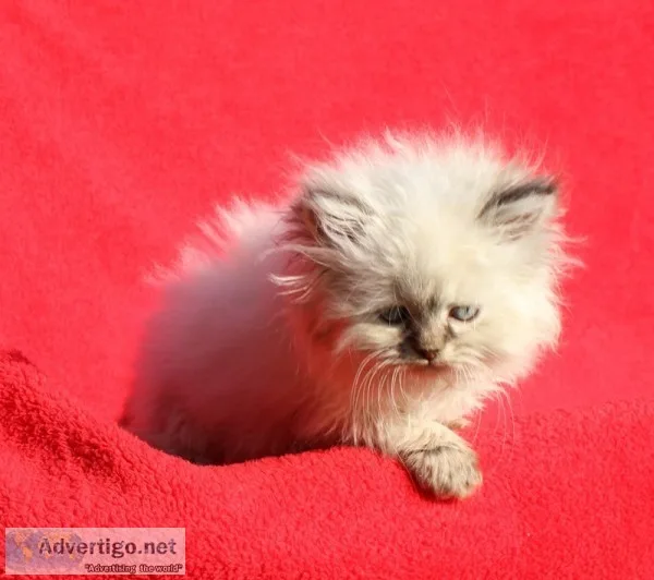 Cute teacup persian kittens