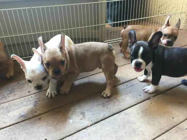 French bulldog puppies 