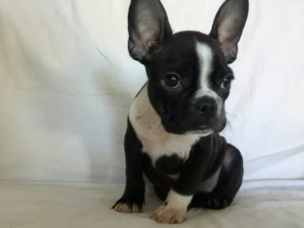 French bulldog puppies 