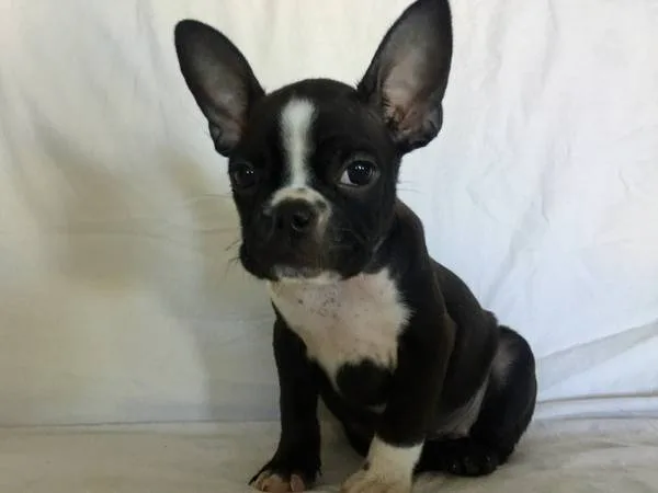 French bulldog puppies 