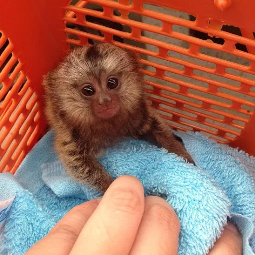 Outstanding marmoset monkey