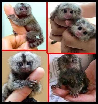 Capuchin, squirrel and marmoset monkey 