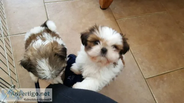 Shih tzu puppies ready to go home
