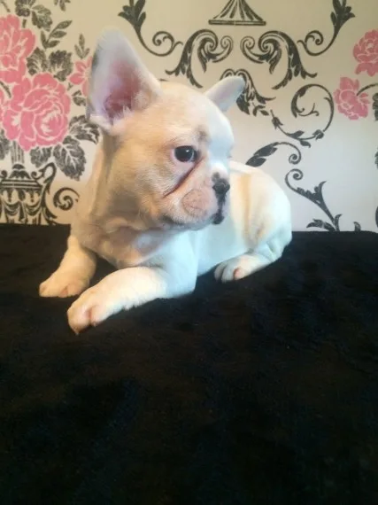 Humble french bulldog puppies for sale