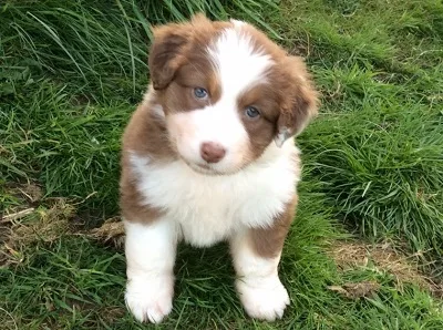 Australian shepherd puppies for sale