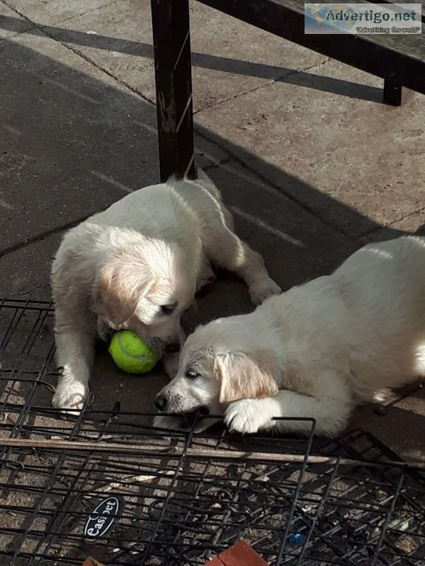Golden retriever puppies are here