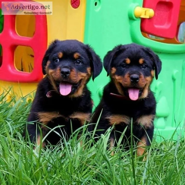 Rottweiler puppies now ready