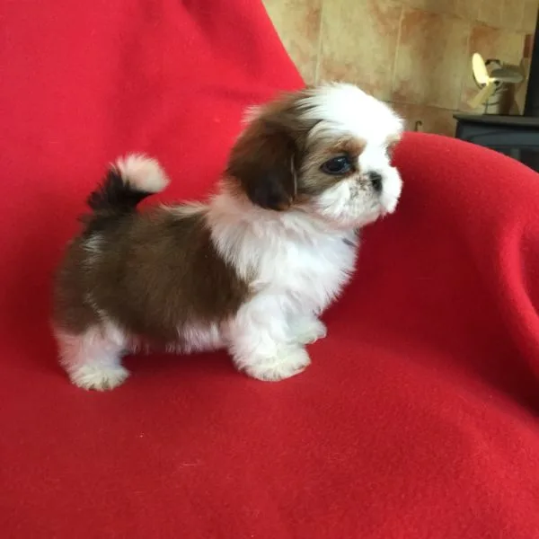 Cute face shih tzu puppies available 